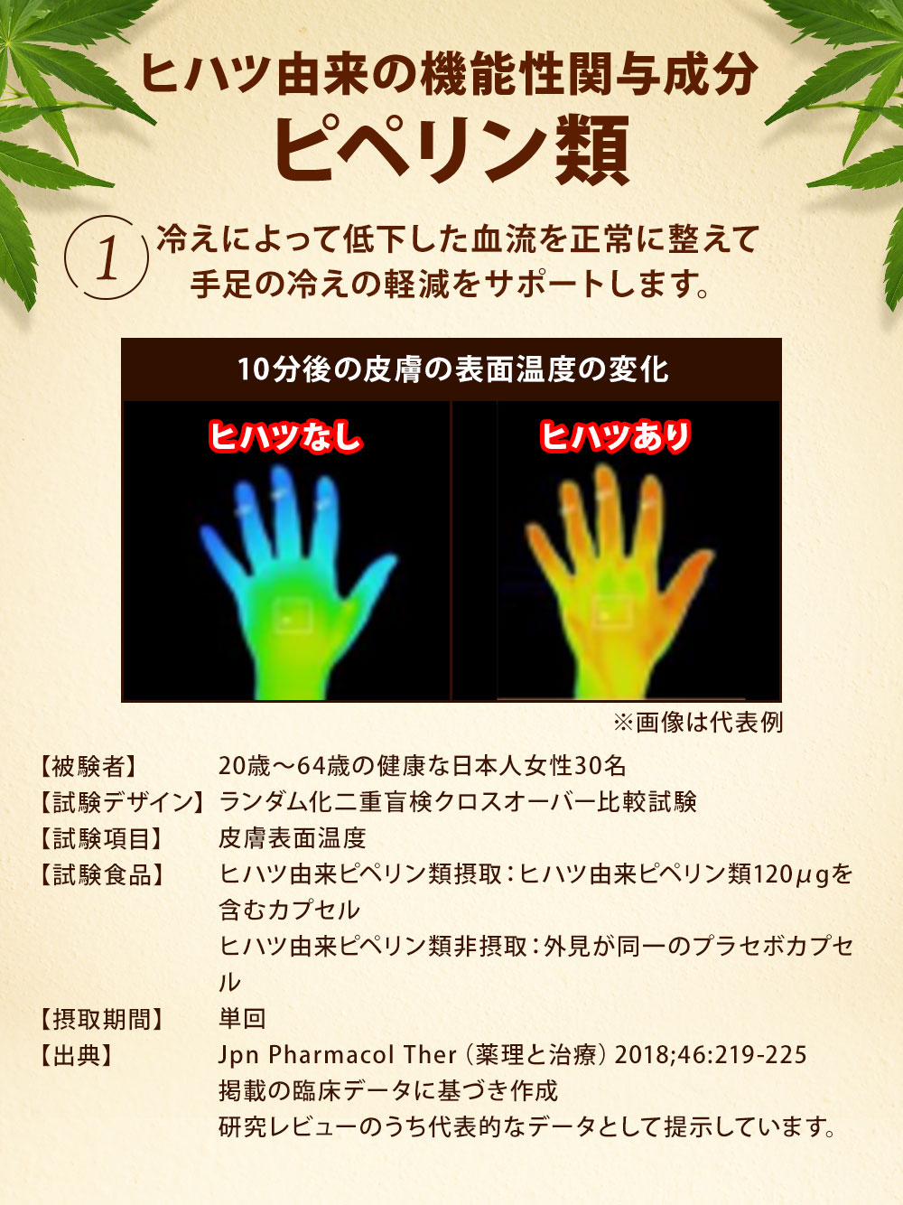 ヒハツ由来の機能性関与成分、ピペリン類、冷えによって低下した血液を正常に整えて手足の冷えを軽減します