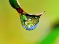 梅雨　雫