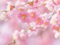 春　春バテ