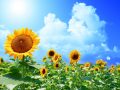 夏　夏バテ
